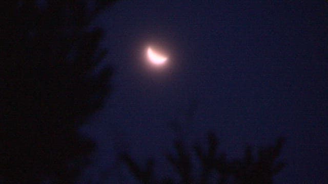 Serene View of Tree Silhouette and Moonlit Night Sky