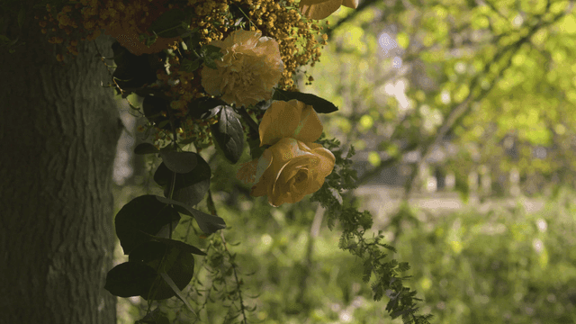Close-up shot of flowers blooming in garden