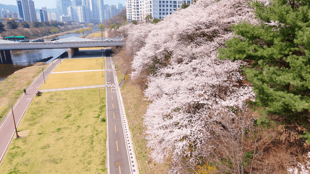 Cherry blossoms along a city river