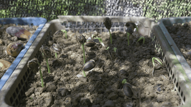Sprouts emerging from soil in a tray