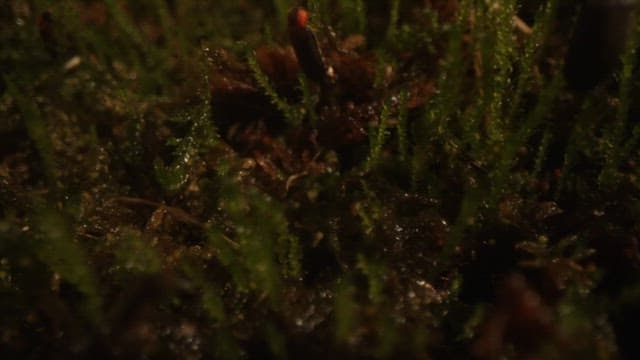 Dew on the vivid moss in the dark night