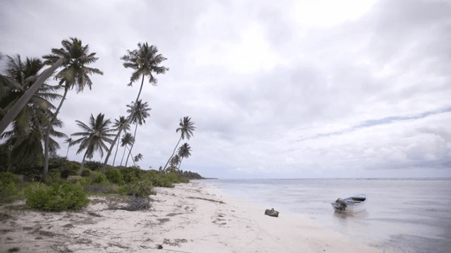 Tranquil beach with palm trees and a boat