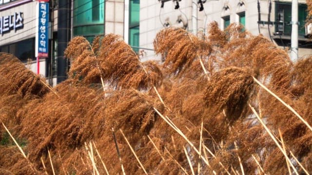 Tall brown reeds swaying in front of urban buildings during the daytime