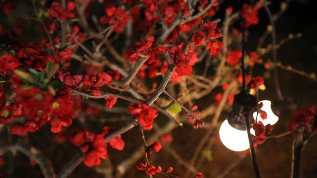 따뜻한 빛에 비친 붉은 동백꽃들