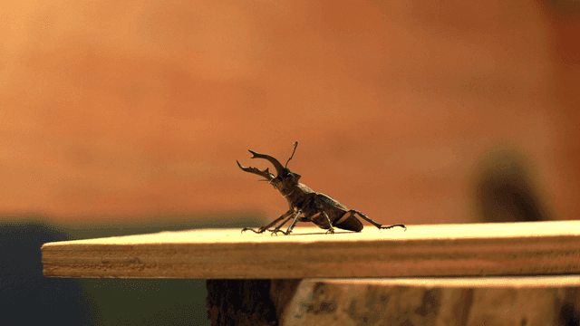 나무 표면 위의 사슴벌레