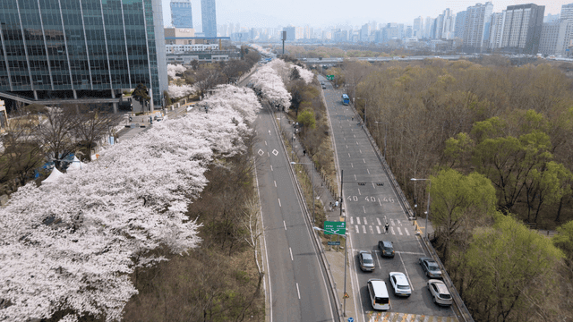 Cherry blossoms blooming along city roads