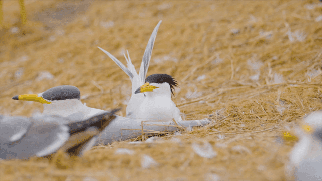 Birds resting on a grassy field