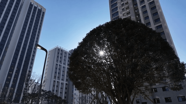 고층 건물로 둘러싸인 나무