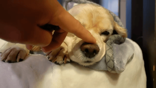 실내에서 편안하게 쓰다듬어지는 코카스파니엘