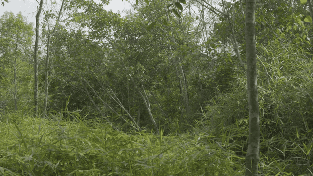 Dense green jungle forest