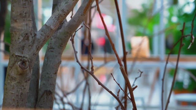 실내 정원의 나뭇가지