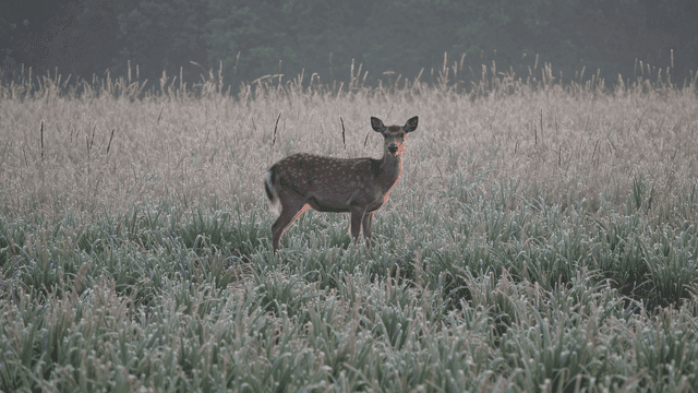 Deer standing in frost-covered field