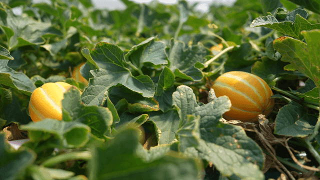 Yellow Korean melons growing in green fields
