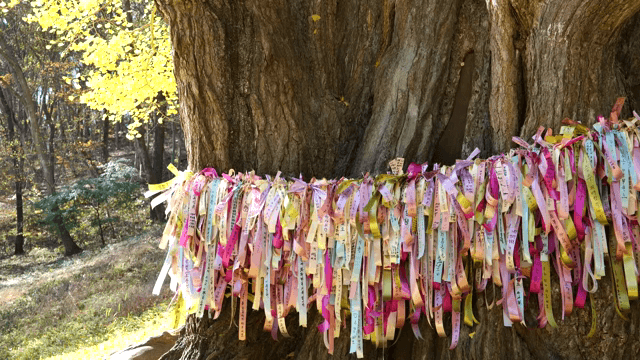 큰 나무에 묶인 다채로운 리본들