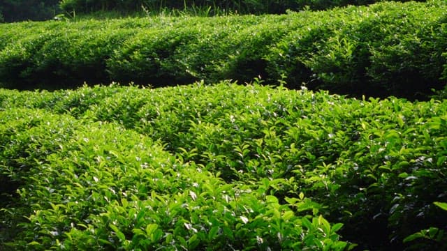 Lush green tea plantation with vibrant leaves