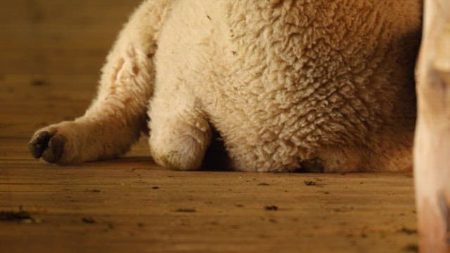 Cute sheep relaxing inside a wooden barn