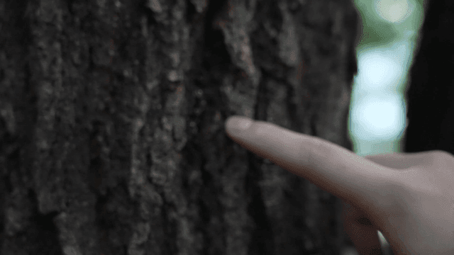 거친 나무 껍질을 만지는 손
