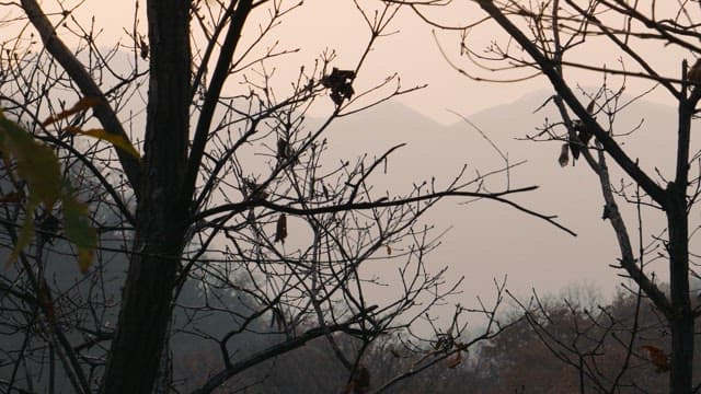 황혼의 고요한 숲