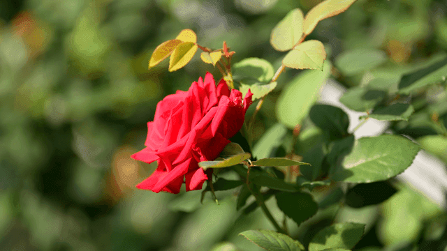 Fully bloomed red rose