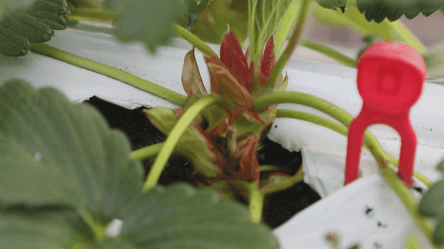 화분에 심어진 식물 근접 촬영