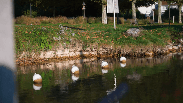 Calm riverbank with floating buoys