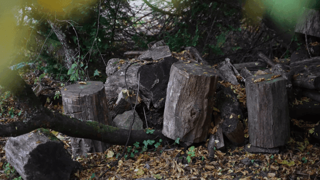 Logs and leaves in a forest setting
