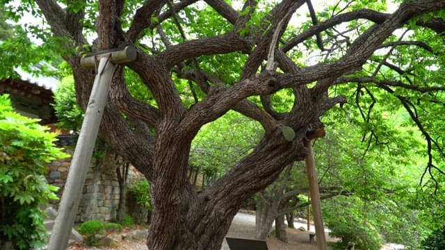 Large, leafy tree in a traditional Hanok village