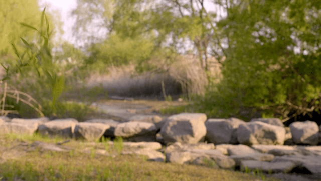 바람에 흔들리는 초록빛 식물들의 모습