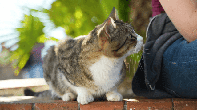 Cat sitting beside a person outdoors