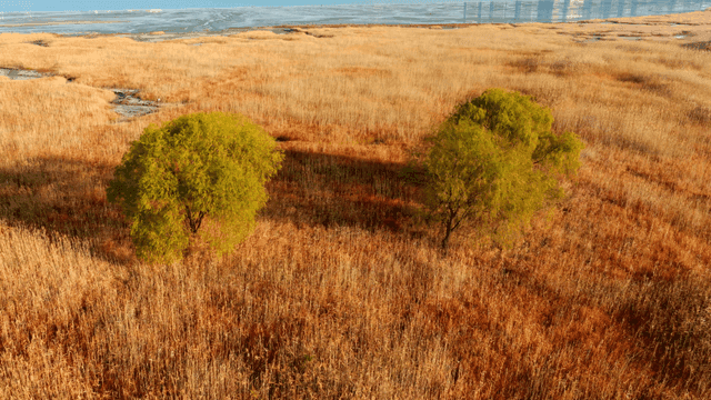 나무가 있는 넓은 들판