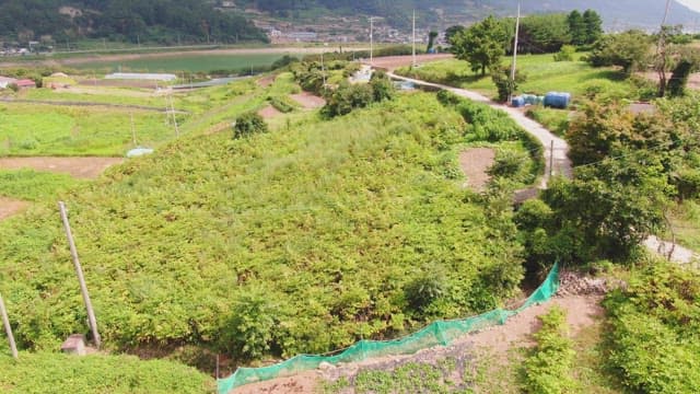 View of lush green farmland