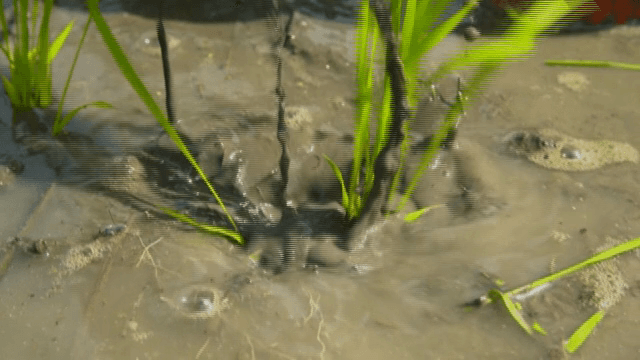 논에서 벼 모종을 심는 손