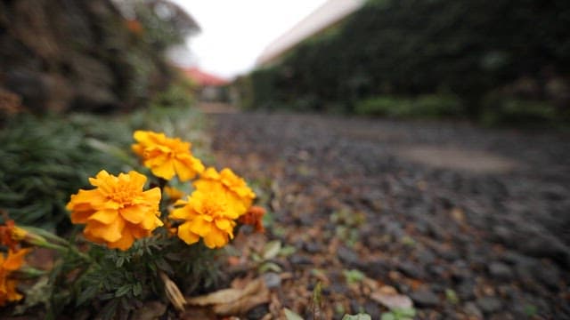 Peaceful garden path with yellow flowers