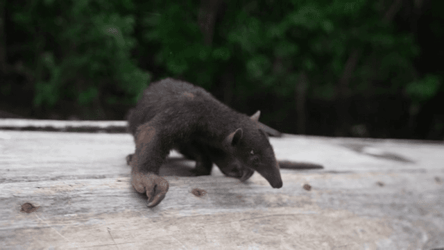 A young anteater exploring a wooden surface