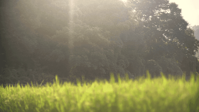 푸른 숲과 햇살