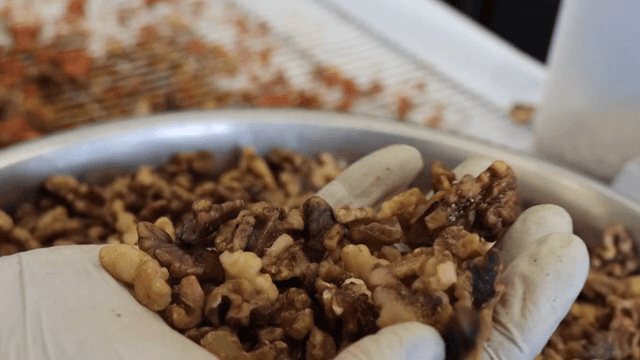 Gloved hand sorting walnuts in a bowl