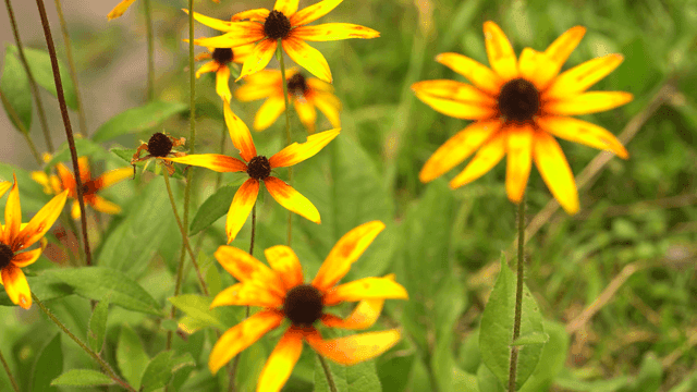 Bright yellow flowers in green field