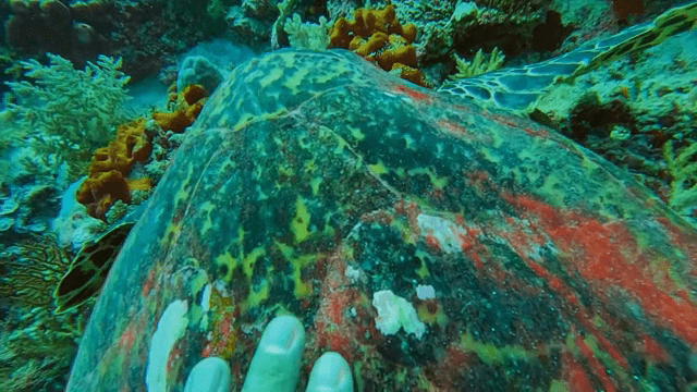 산호초 위에 쉬고 있는 거북이