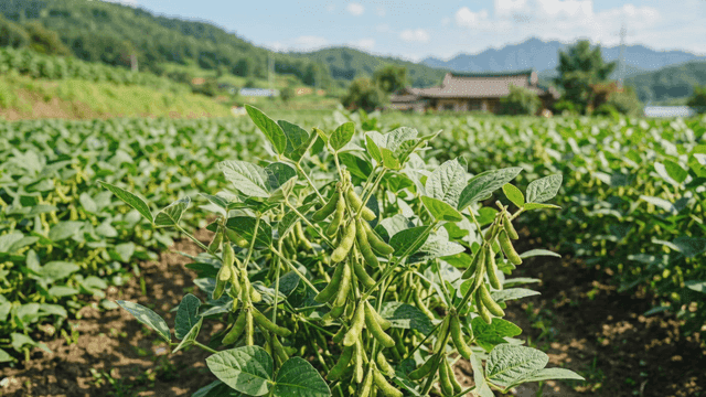Lush bean fields under clear sky