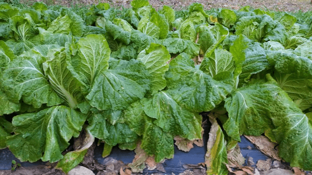 밭에서 자라는 신선한 배추