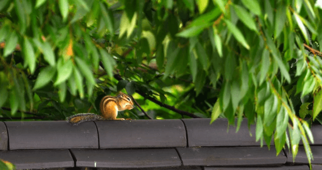 Chipmunk eating on a rooftop under leaves