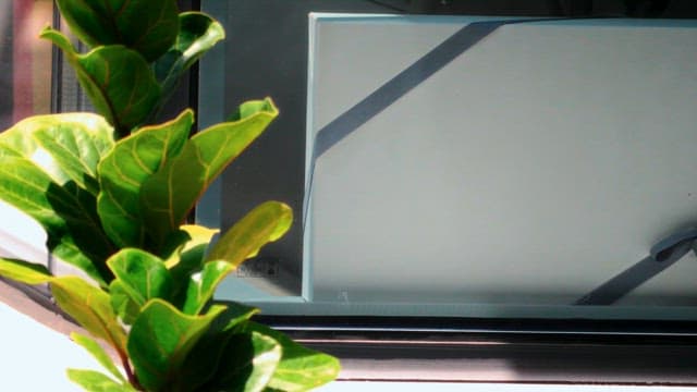 햇빛을 받고 있는 화분의 잎사귀