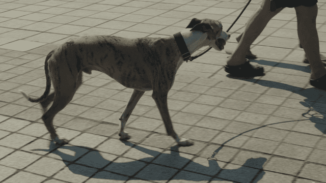 A dog walking with people on a sunny day