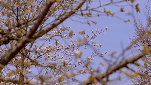 나뭇가지에 핀 벚꽃 봉오리