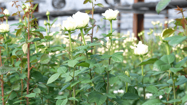 White roses blooming in garden