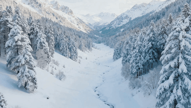 Forest beneath snow-covered mountains