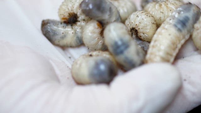 Wriggling larvas in a gloved hand