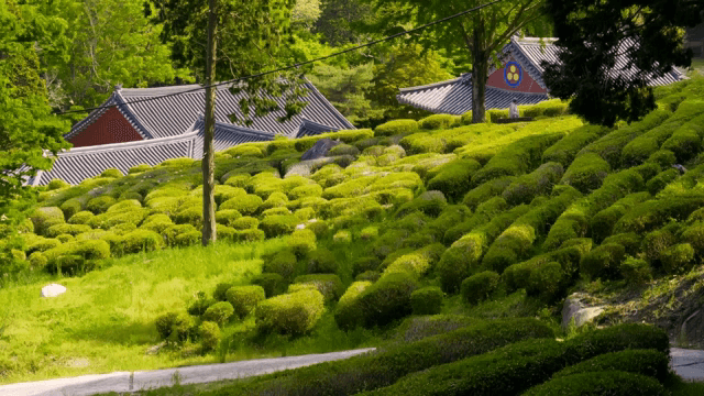 전통 사찰과 푸른 녹차밭