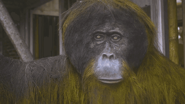 Concentrating orangutan statue