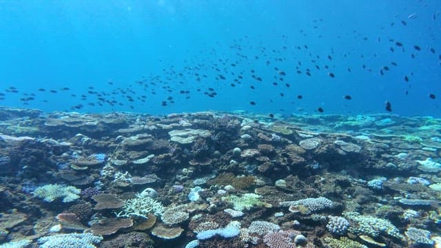 Underwater coral reef with fish swimming